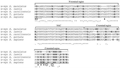 Metal Dyshomeostasis and Their Pathological Role in Prion and Prion-Like Diseases: The Basis for a Nutritional Approach